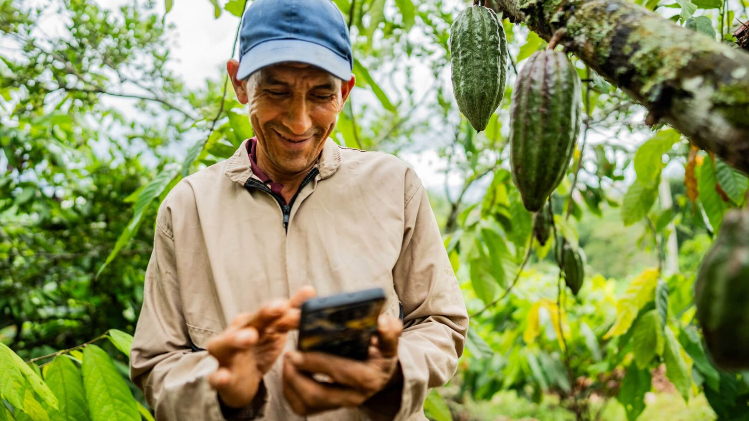 From farm to chocolate bar: how new EU organic rules are reshaping cacao