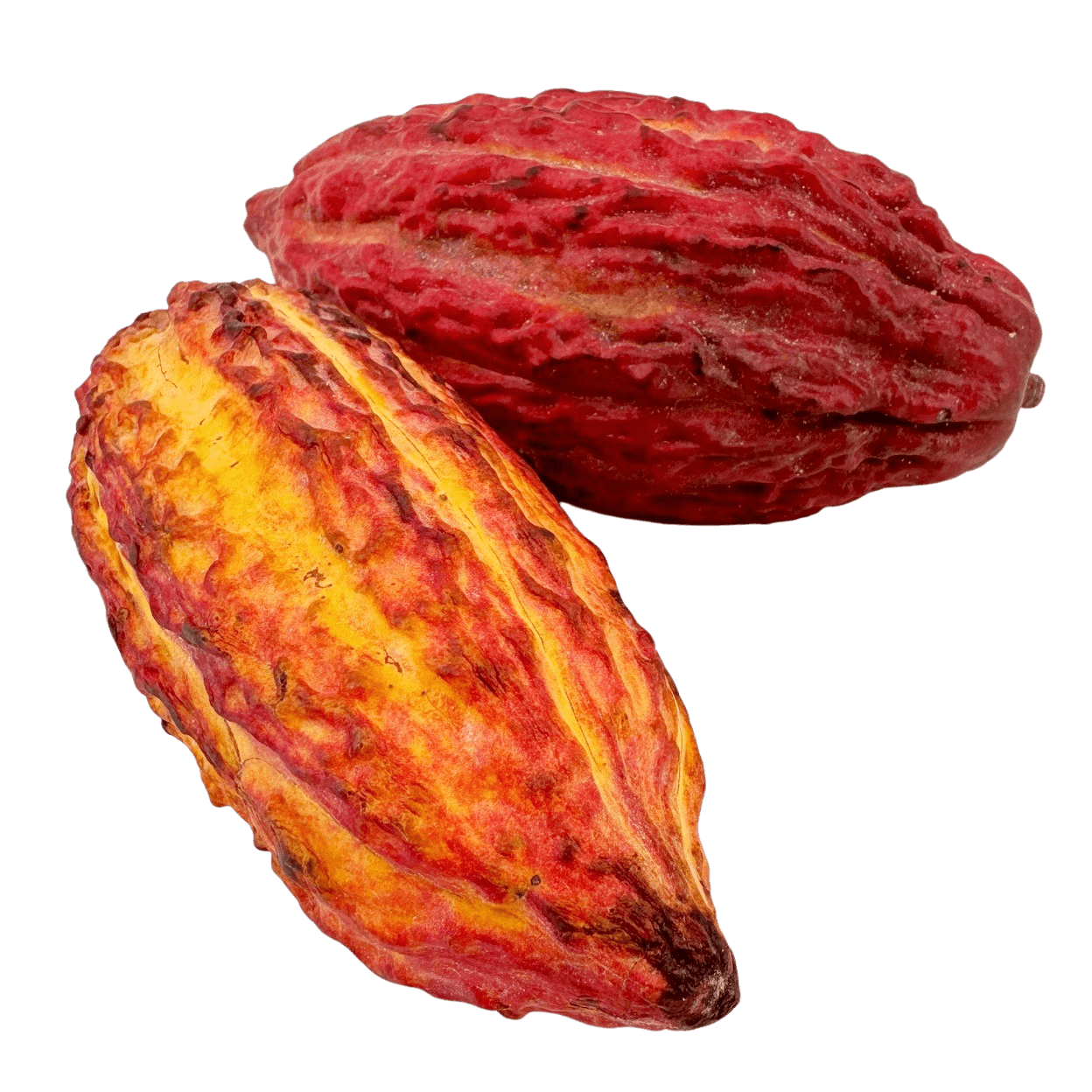 Baccello di cacao fresco